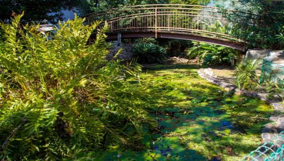 Hanukkah at the Botanical Garden: An Experience of Light and Nature Hanukkah at the Botanical Garden: An Experience of Light and Nature